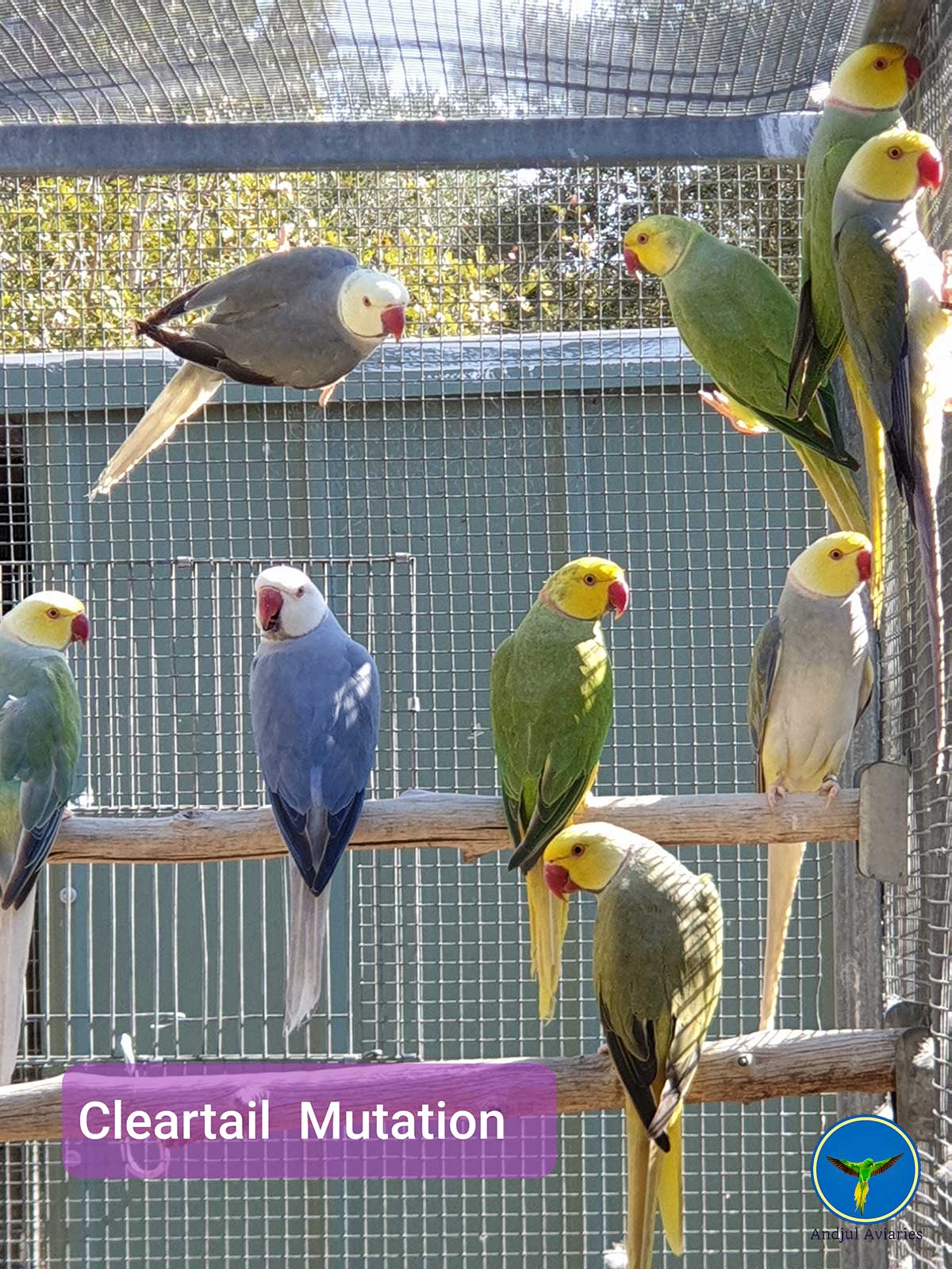 Indian Ringneck Mutations Chart