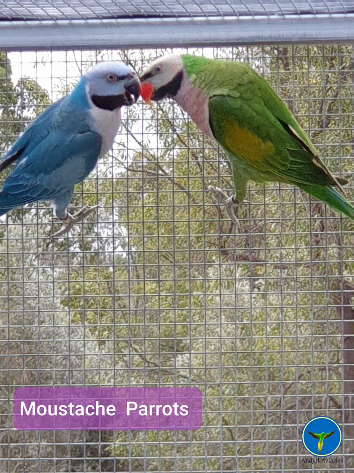 Moustache Parrots For Sale Andjul Aviaries