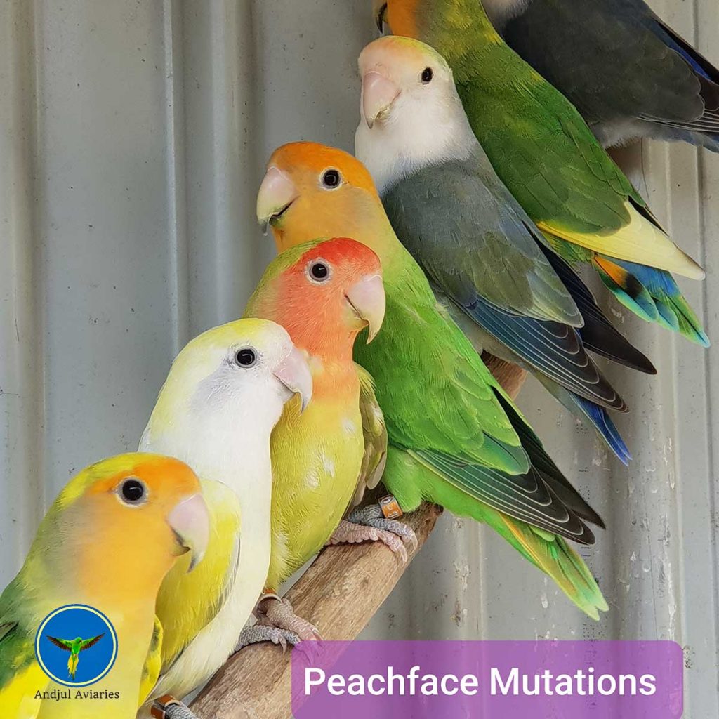 Peachface Lovebirds For Sale Andjul Aviaries